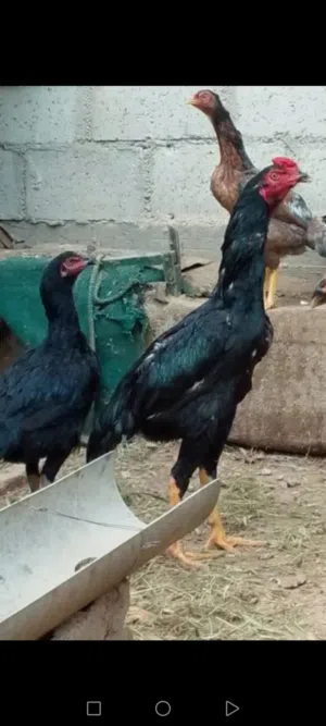 ثلاث طقوم باكستاني