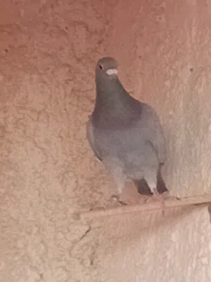 حمام زاجل دماء نقيه