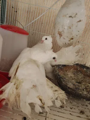 حمام كرينقو