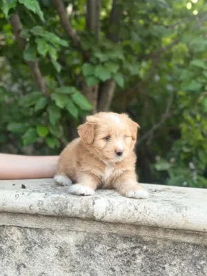 Multipoo Dog