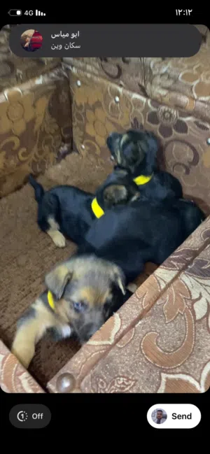 جراء جيرمن شبرد بسعر مناسب