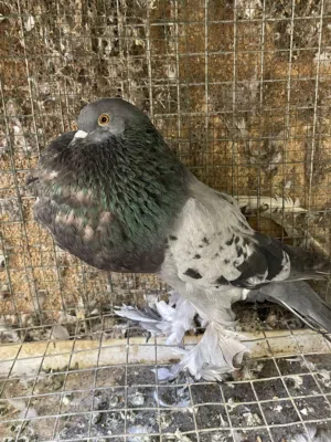 حمام نفاخ  ابو ماريون  ذكور للبيع فقط ما شاء الله بدون تهجين انتاج معي شوف الاعلان واختار الصورة .