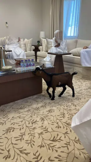 ماعز نيجيري قزم مستوى نادر وبيور أليف جداً