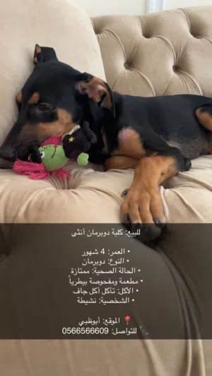 للبيع انثى دوبرمان