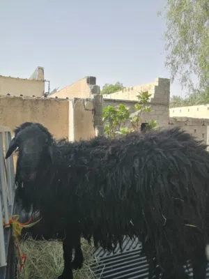 كبش للبيع  فحل او لذبح