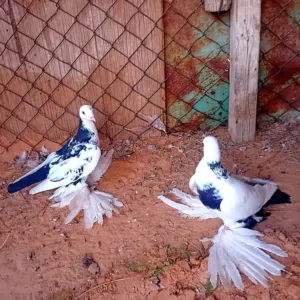متاح ذكر وانثى حسيره خوت العش