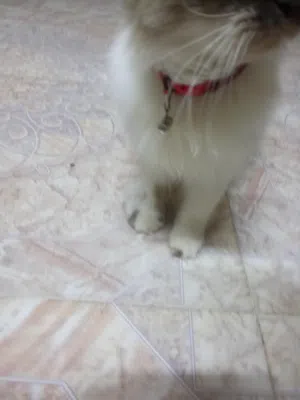 قطه هملايا وأولادها شيرازيات