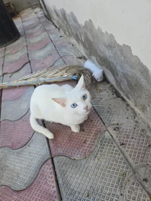 cat for adoption قطه للتبني