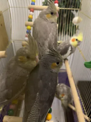 Hand-Raised Cockatiels (Breeding Pair + 7 Babies) for Sale