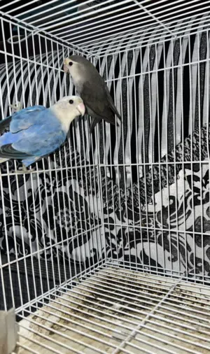 للبيع فصلين لافبيرد(منتج)(جاهز) -ميادين كوكتيل و قفص انتاج