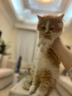 قطة قزمه
