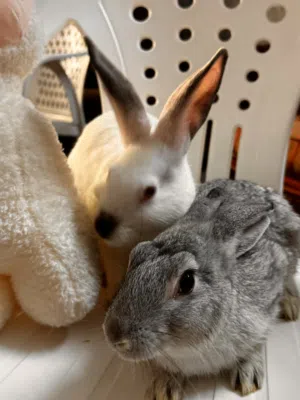 2 Cute Healthy Rabbits for Sale (Grey n White)  ارانب للبيع 2 (ابيض و رصاصي)