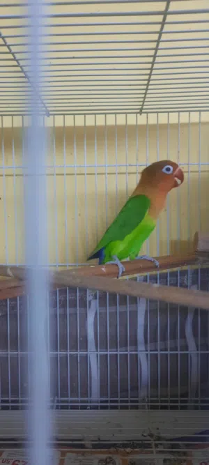 لايف بيرد فيشر