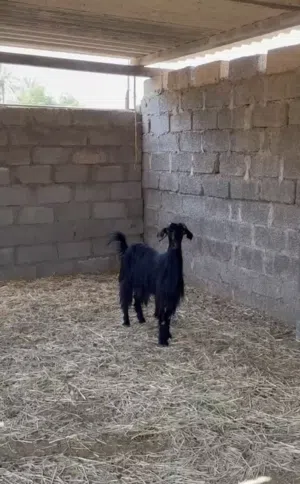 شاه حلال بني سعيد