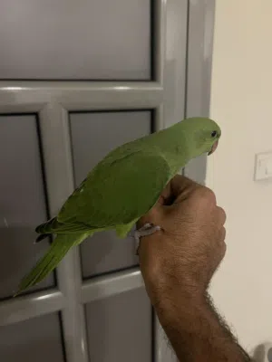 Baby green parrot