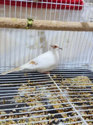 مطلوب فحل مشجر بصفر