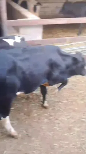 للحوم حيوانات