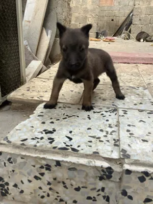 جيرو مالينوا العمر 40يوم الله يبارك صحه جيده