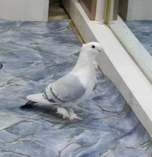 ستلايت الاج نقي  للبيع فول قجامه مواصفات عاليه و تطريز الذيل كامل قلمين بالجناح وضخم جدا ومضمون