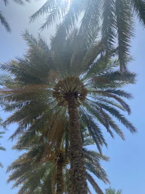طني نخيل خلاص نغال فرض