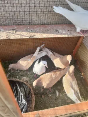 حمام لوت زوجين صفر وزوج بيض