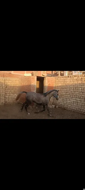 ‏خيل‏2