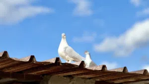 حمام للبيع بطريق