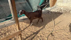 Goats for sale sharjah zubair
