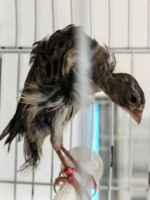 طيرة ميلادو سكنية ام فراخ وفحل ميلادو زيتي مريوش وجوز جنوبي بصلية على سكني