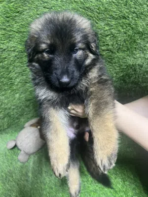 German shepherd puppies