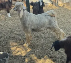 تيس رحبي للبيع