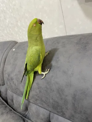 ببغاء دره هندي نثيه