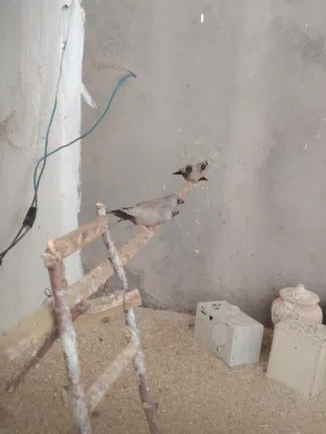 زيبرا شاركول و اورنجات
