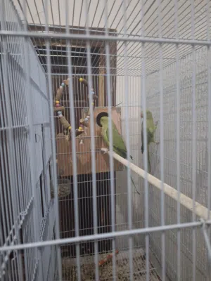 درة هندي اخضر