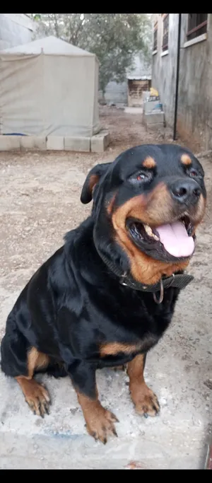 Rottweiler4