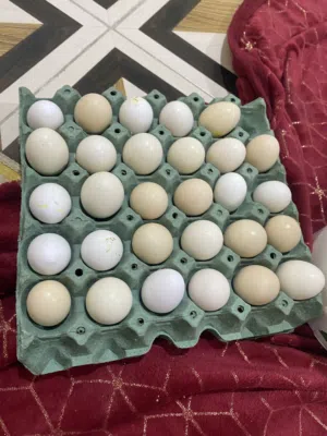 السلام وعليكم دجاج عراب اصلي البيع