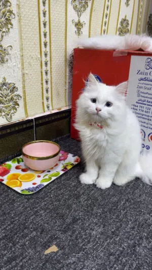 قط شيرازي ذكر