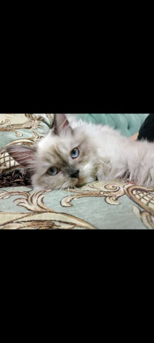 قطط للبیع المستعجل Cat for urgent sale  Himalayan