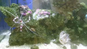 حوض سمك بحري كامل للبيع