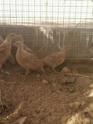 فراخ صفارد باكستانيات ذكر وانثى فقط