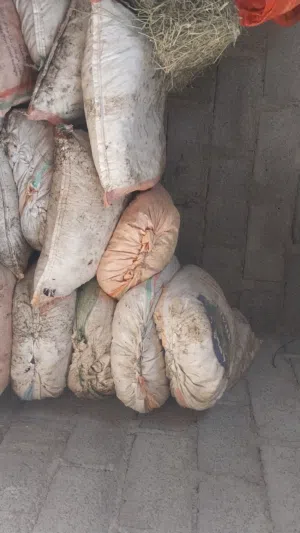 نفيعة للبيع قيمه الجونية 5 ريال من الاخر، للعلم الجواني 50 كيلو ( الخريف ، الذهبي ، عطايا )
