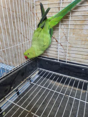 ببغاء درة مع قفص