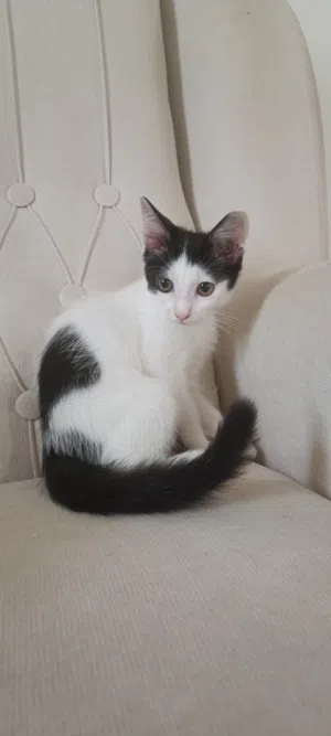 قطط ذكور للتبني