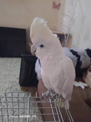 ببغاء كوكاتو جوفن زائد حبه كسندرا