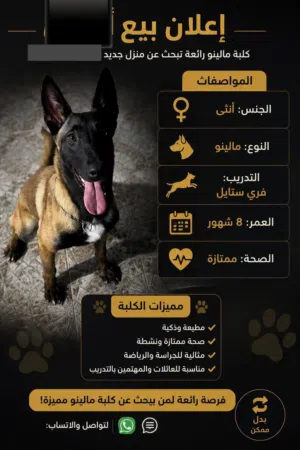 مالينو للبيع