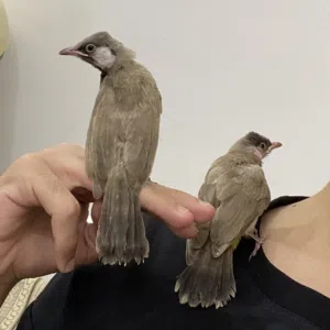 افراخ بلابل خشونه ونضافه وصحة
