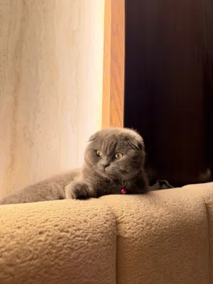 قطة سكوتش معقمة