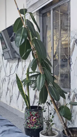 شجرة مطاط بطول مترين