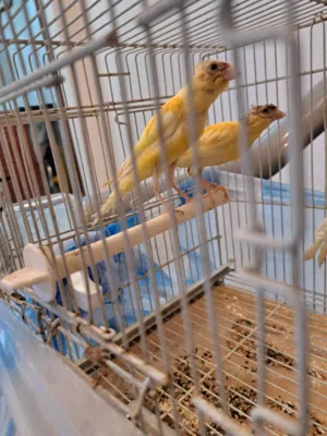 مجموعة كناري للبيع