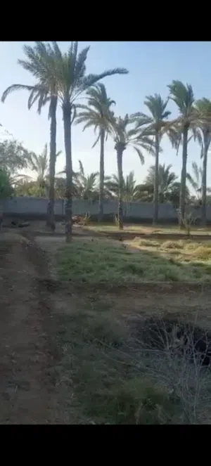 Farm Land for Sale in Al Batinah Barka